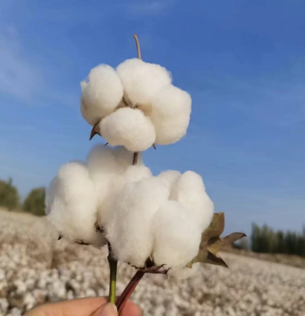 国内棉花市场行情与展望（截至2026年3月中旬）