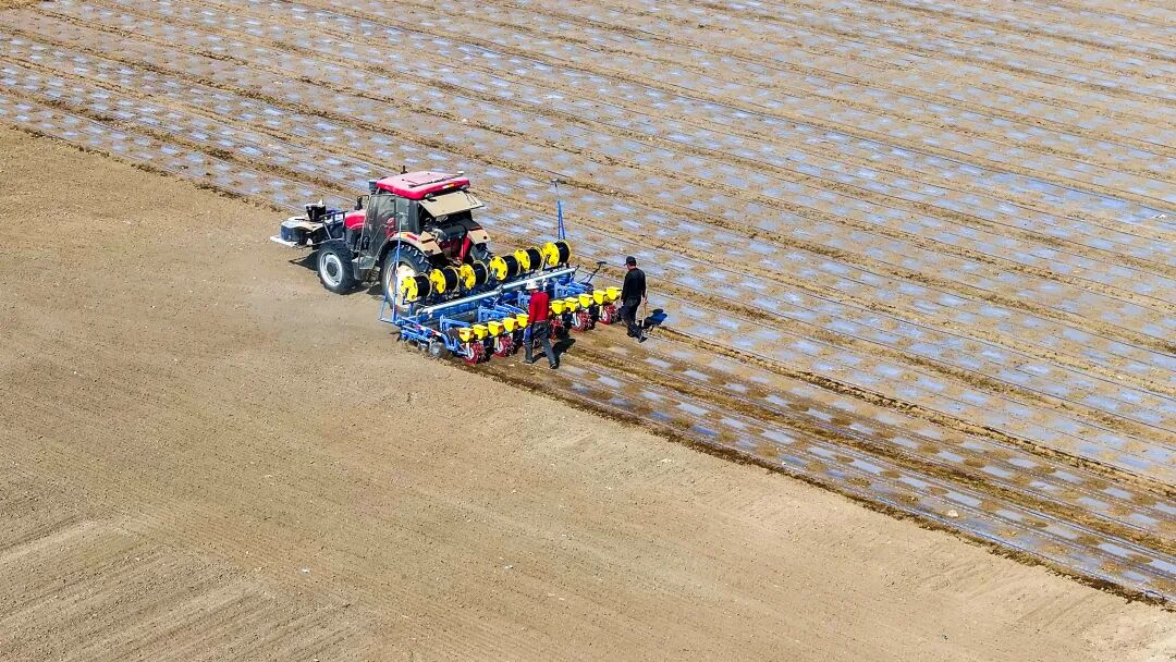 博州142万亩棉花春播正酣 科技服务助力丰收