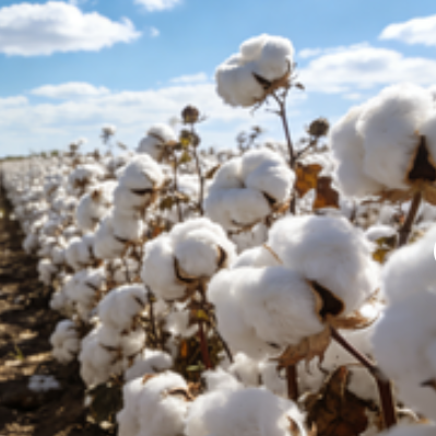 国际棉价涨幅明显内外价差持续缩窄