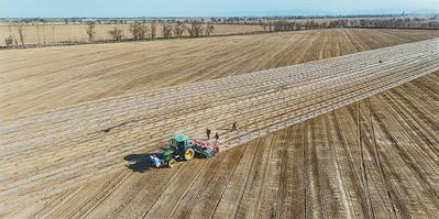 棉花开播 北斗&ldquo;掌舵&rdquo;