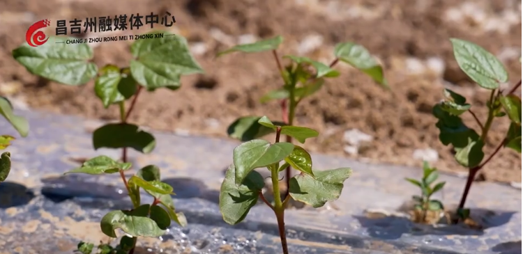 棉田施肥新方案 减肥增效助力棉花绿色高产